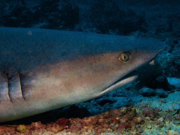 Shark