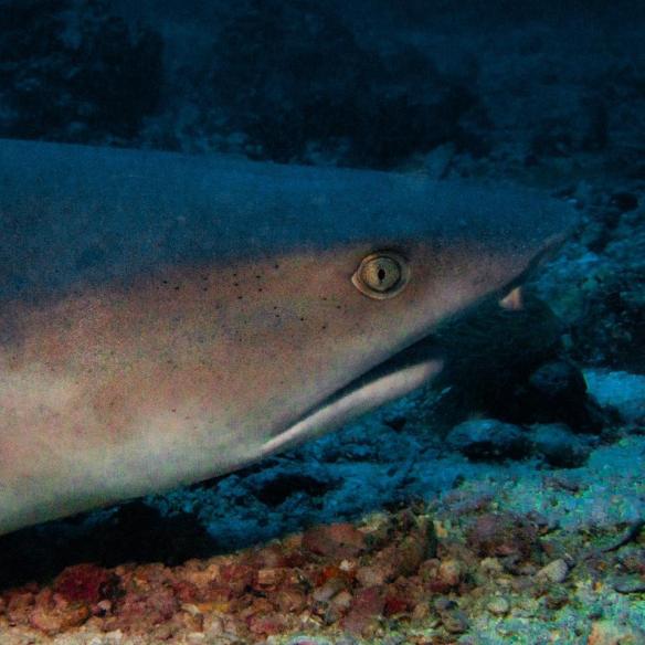 shark