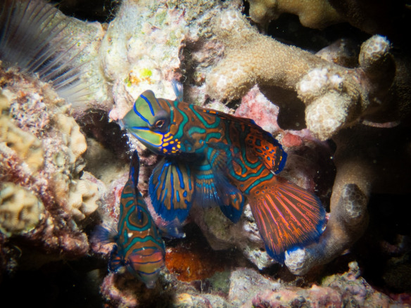 mandarin