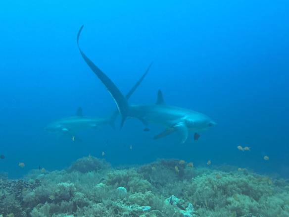 shark