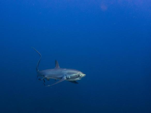 shark