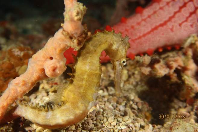 seahorse